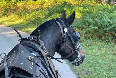 Horse-Drawn Carriage Tours in Killarney
