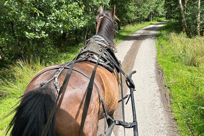 Horse-Drawn Carriage Tours in Killarney - Horses, blankets, and how to dress for carriage comfort