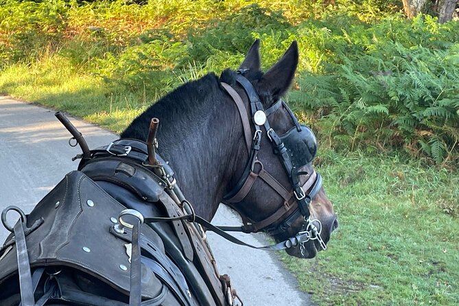 Horse-Drawn Carriage Tours in Killarney - Lakes of Killarney route: deer parks, river views, and Inisfallen ruins