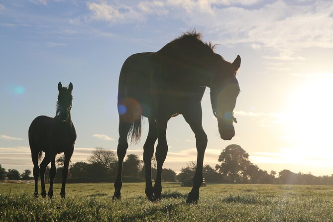 Irish National Stud & Gardens Skip the line Entrance - Key highlights that matter before you go