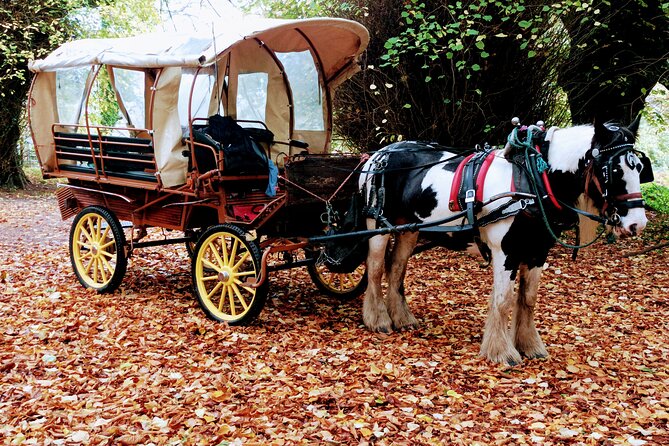 Jaunting Car Tour in Killarney National Park - Muckross Abbey Stop: The Ancient Yew Tree Moment