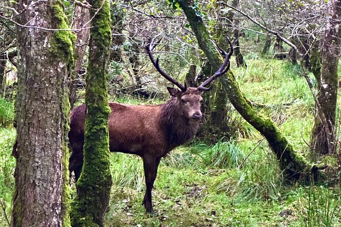 Jaunting Car Tour in Killarney National Park - The Horses, the Drivers, and That Local Humor That Changes Everything