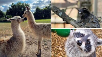 Kildare: Clonfert Farm General Admission Ticket
