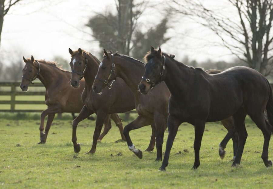 Kildare: Irish National Stud & Gardens - Living Legends: retired racing stars grazing and telling stories