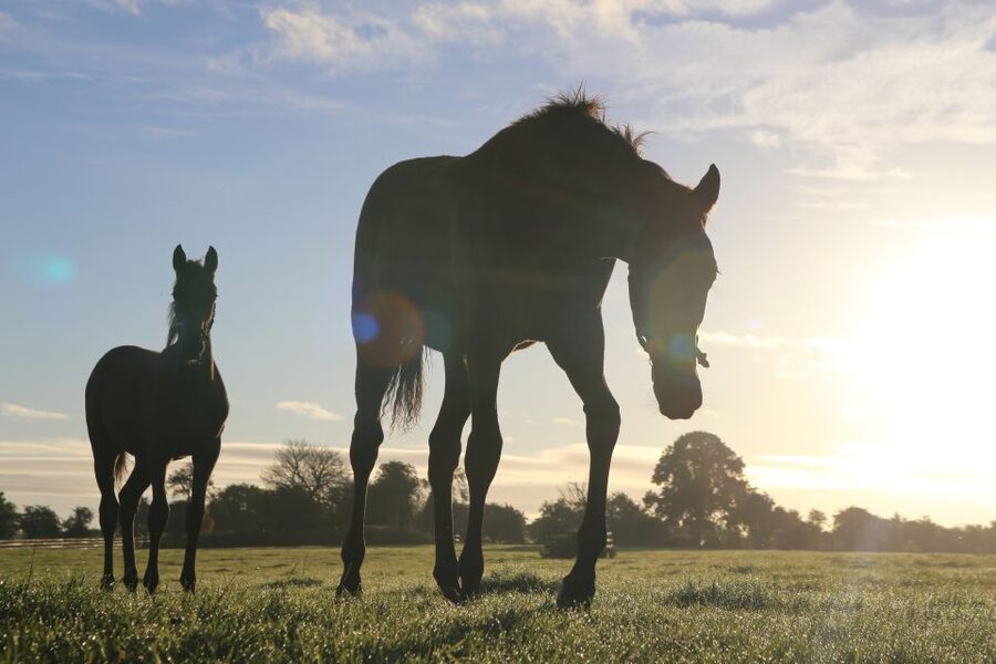 Kildare: Irish National Stud & Gardens - Price and value: what $22 buys in real time
