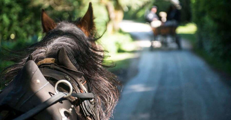 Killarney: 1-Hour Jaunting Car Horse and Carriage Tour - Weather-proof comfort for a 1-hour outing