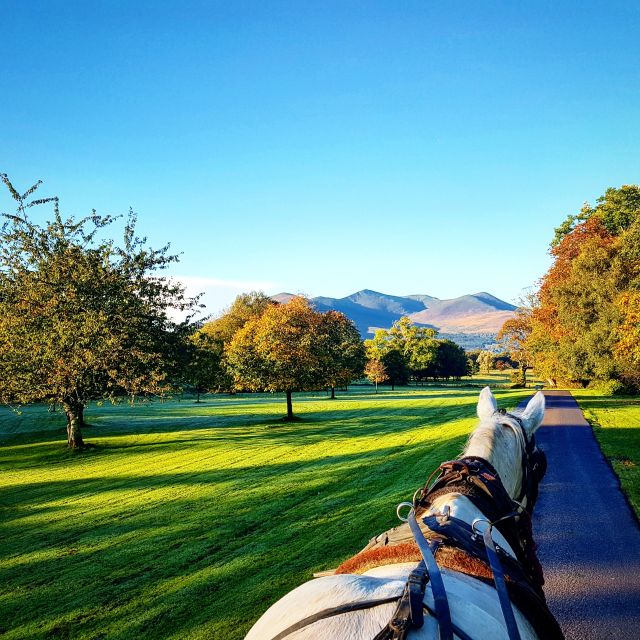 Killarney: 1-Hour Jaunting Car Horse and Carriage Tour - The ride’s secret sauce: Killarney National Park with no motor traffic