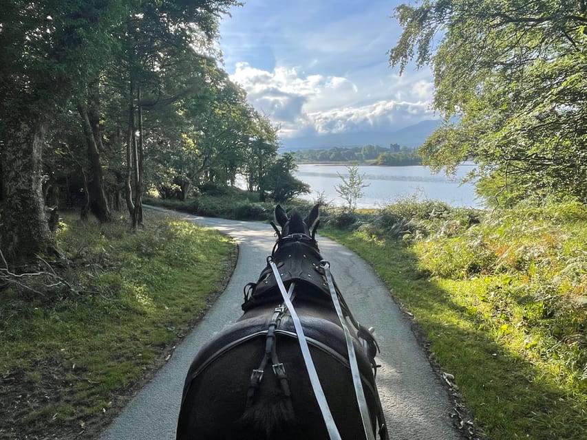 Killarney Carriage Tours National Park and Lakes - St Mary’s Cathedral to the lakes: what you’ll see and why it’s worth it