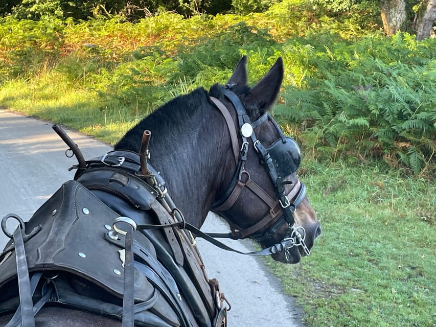 Killarney Carriage Tours National Park and Lakes - Meeting at 228 Beech Road, and what “private” changes