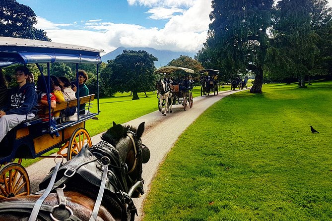 Killarney Jaunting Car & Lily of Killarney Watercoach Tour - Native Red Deer in Their Habitat, Not a Zoo