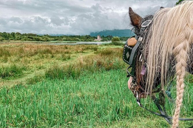Killarney Jaunting Car Tour - First impressions: what this Killarney jaunting car tour feels like