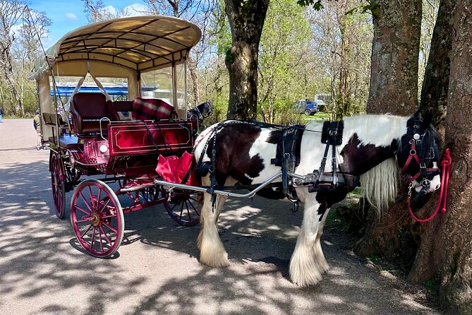 Killarney Jaunting Car Tour - Weather and comfort: staying dry and comfortable for a short ride
