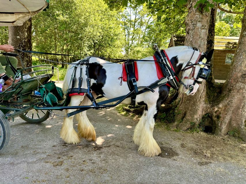 Killarney: Killarney National Park Private Tour - Key highlights you should know