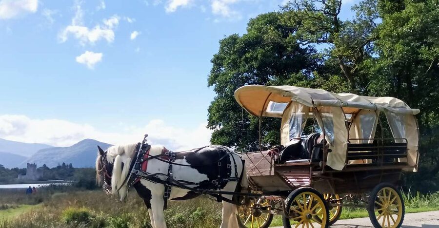 Killarney: Killarney National Park Private Tour - From St. Mary’s Cathedral to Deenagh Lodge tea cottage