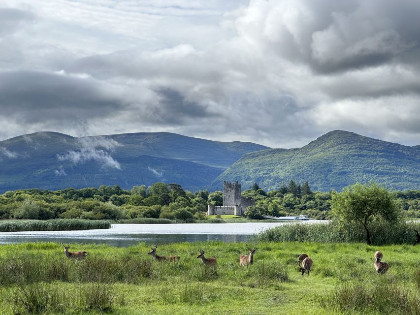 Killarney: Killarney National Park Private Tour - Stop at Killarney National Park: 50 minutes of the good stuff