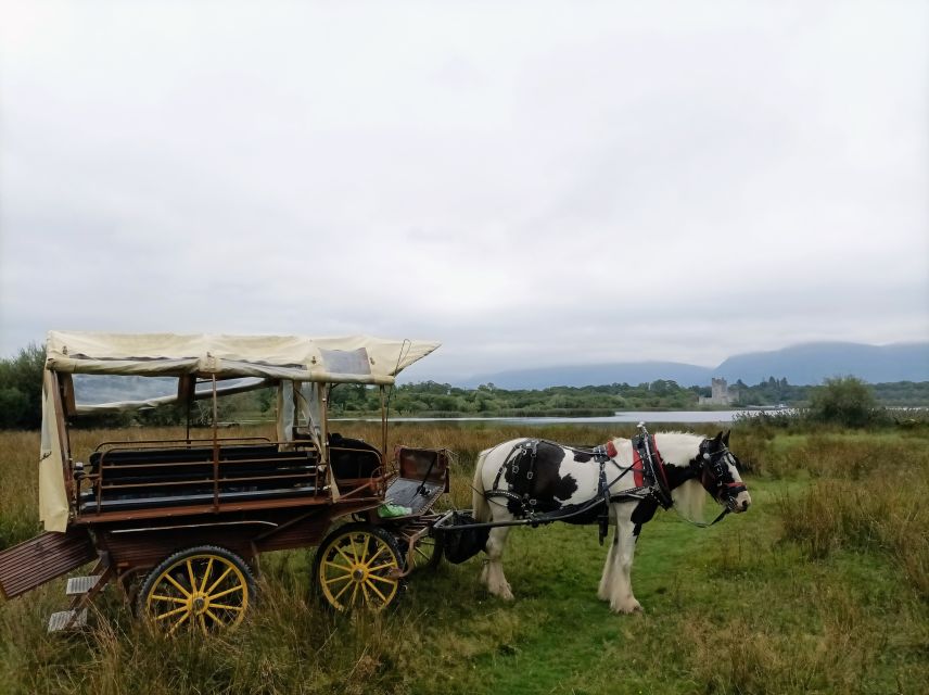 Killarney: Killarney National Park Private Tour - The one-hour flow: what you actually get for $48 per person