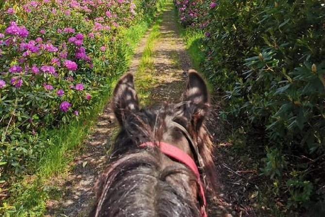 Killarney National Park Horseback Ride. Co Kerry. Guided. 1 hour. - Who this horseback ride suits best