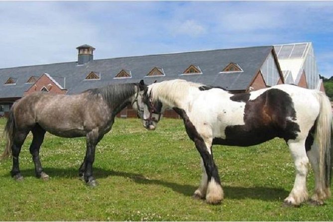 Killarney National Park Horseback Ride. Co Kerry. Guided. 2 hours. - The itinerary in plain English: one main stop