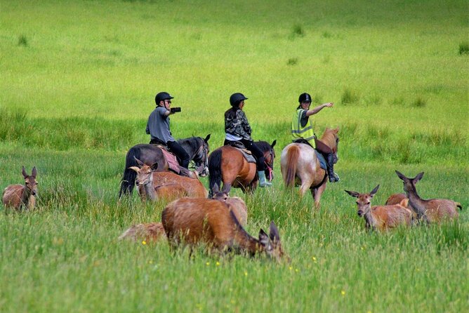 Killarney National Park Horseback Ride. Co Kerry. Guided. 3 hours. - Where Killarney National Park really feels close