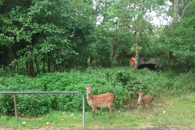 Killarney National Park Tour - Key highlights