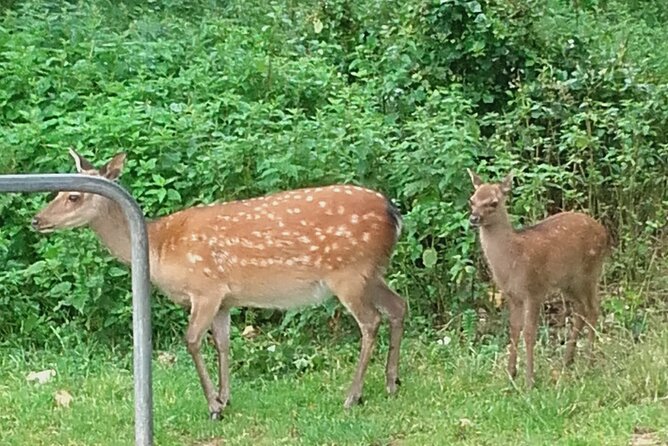 Killarney National Park Tour - Why this Killarney National Park carriage tour feels easy