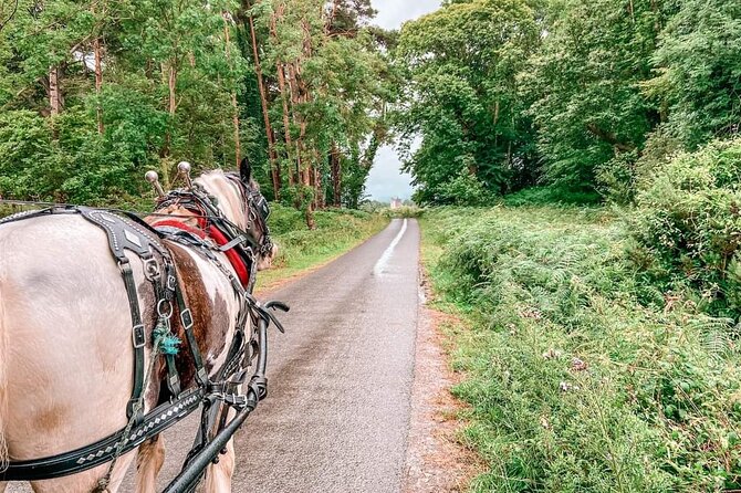 Killarney National Park Tour - The 1-hour carriage loop through Killarney’s lakes