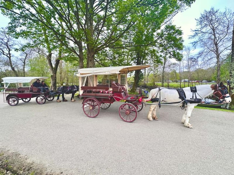 Killarney National Park Tour - What the guide experience is really like (and why it matters)