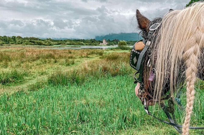 Killarney National Park Tour - Price and value: is $51 per person worth it?