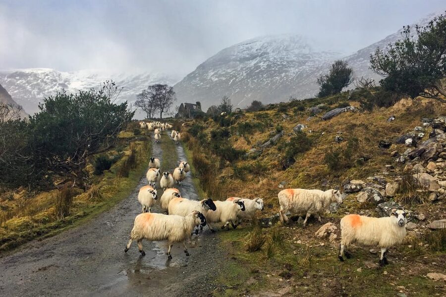 Killarney: The Ring of the Reeks - Backroads Rural Tour - What the route is really offering: backroads, not just famous names