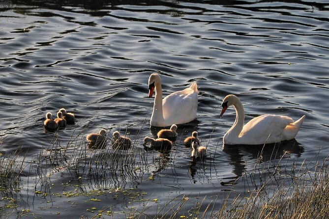 Lough Corrib History and Scenic Lake Cruise from Lisloughrey Pier Tour - Price and value: is $35.21 per person a fair deal?