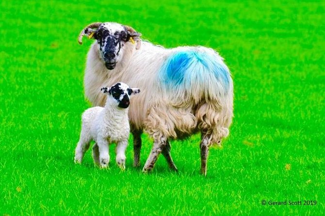 Luxury Photography Day Tour on Ring of Kerry and Skellig Ring - Fully Guided and Chauffeured - Quick hits on this Killarney photo day