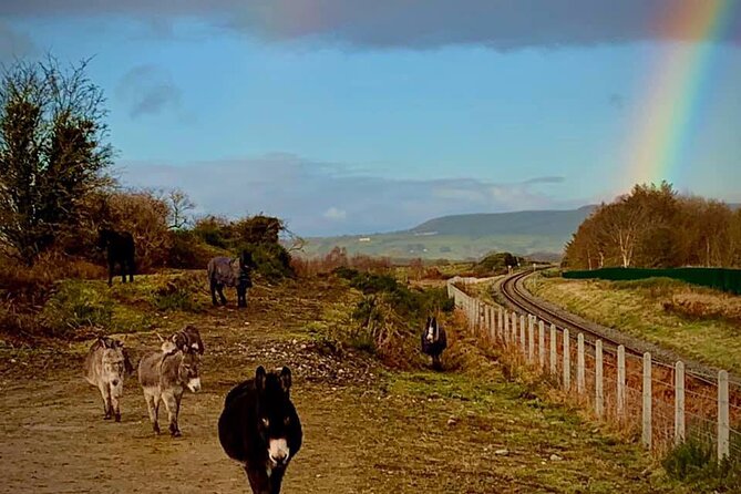 Luxury Photography Day Tour on Ring of Kerry and Skellig Ring - Fully Guided and Chauffeured - What to expect on the ground: rugged terrain and quick photo moments