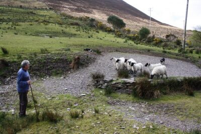 NO 1 Ring of Kerry Tour inc Killarney Lakes & National Park