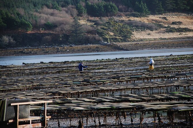 Oyster Farm and Tasting Experience - A working farm tour beats the usual Clifden day plan