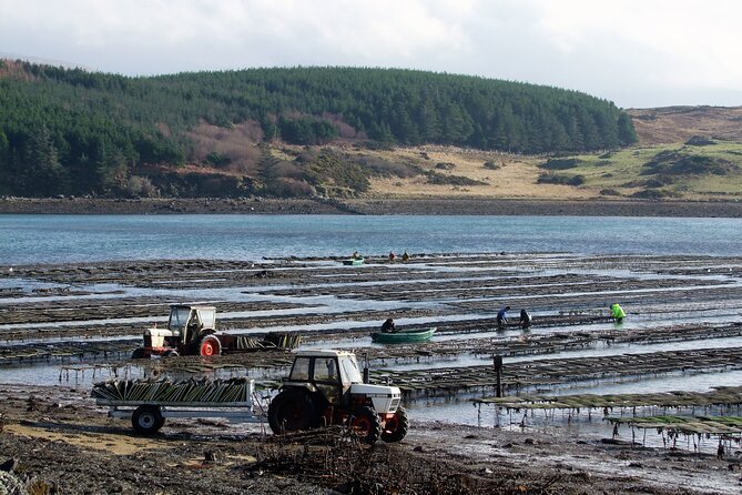 Oyster Farm and Tasting Experience - Timing, group size, and how to plan your day