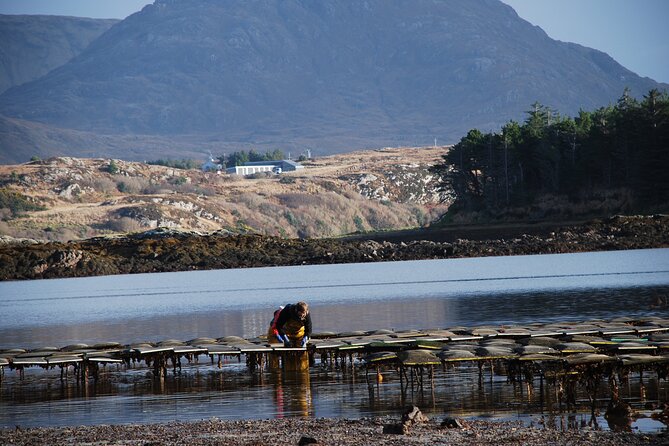 Oyster Farm and Tasting Experience - Who should book this oyster farm tasting in Connemara?