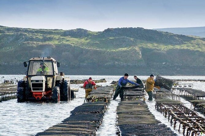 Oyster Farm and Tasting Experience - Seed to plate: what you learn on the farm