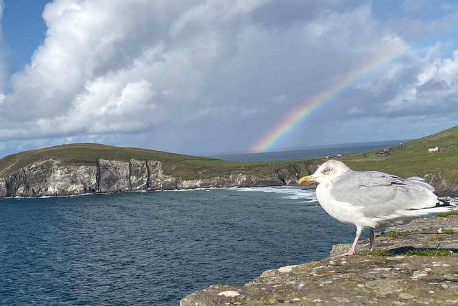 Private Dingle and Slea Head - Fungie the Dingle dolphin: how to make the harbor moment count