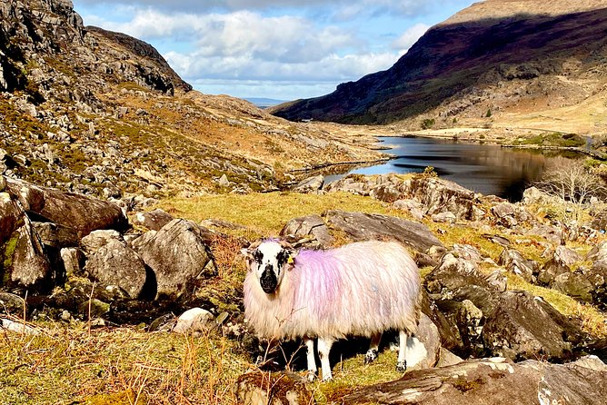 Private Full Day Tour From Killarney - Ring of Kerry/Skellig - Practical Tips for a Smooth Coast Day
