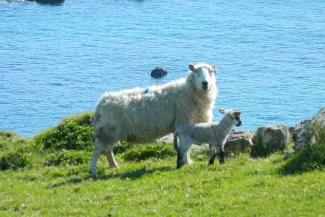 Private Full-Day Tour to Dingle and Slea Head - Dingle Town for Lunch and Browsing, Your Two-Hour Freedom Window