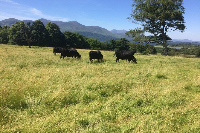 Private Killarney National Park Tour with an accredited chauffeur/guide - Killarney House Gardens interpretive centre: your included ticket to the park