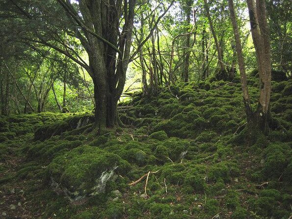 Private Killarney Tour - Key things to know before you go