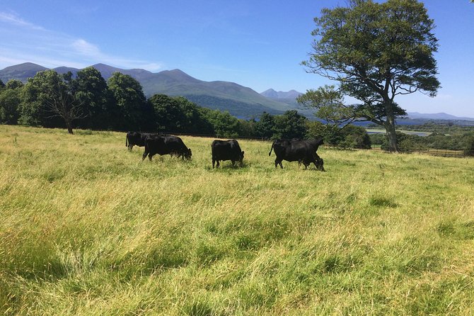 Private Killarney Tour - Stop 1: Killarney National Park and the Ladies View moment