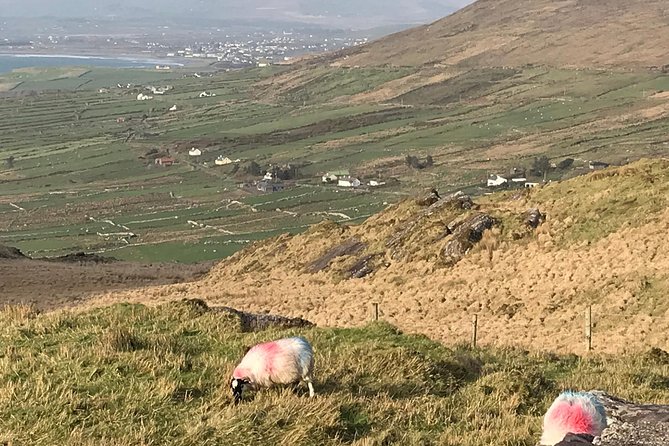 Private Ring of Kerry luxury tour with accredited guide - Stop 3: Skelligs Chocolate Co., a 30-minute break that keeps energy up