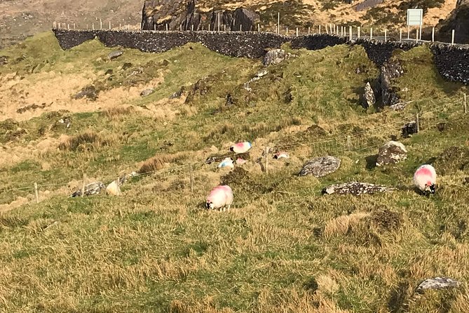 Private Ring of Kerry luxury tour with accredited guide - Stop 2: Kerry Cliffs, optional 45-minute walk and the real weather check