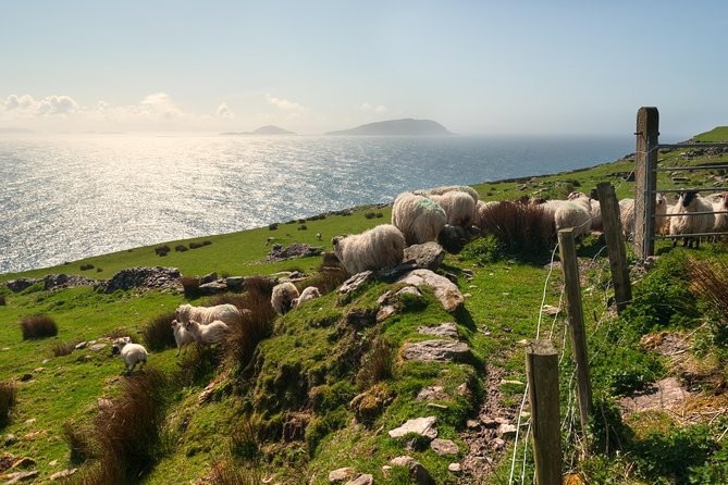 Private Tour: Dingle Peninsula from Kerry. Waterville, Tralee etc - Your Guide Makes the Difference: Peter, Piotr, William, Dan