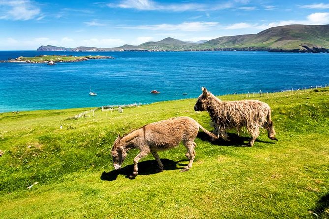 Private tour of Dingle and Slea Head with accredited guide - Who this private Dingle and Slea Head tour suits best
