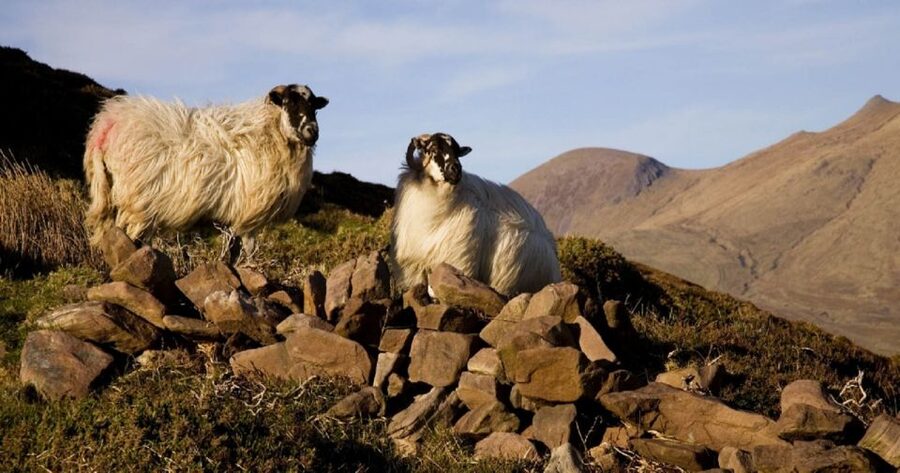 Ring of Kerry Full-Day Tour from Limerick - Killarney break time: using the refreshment pause well