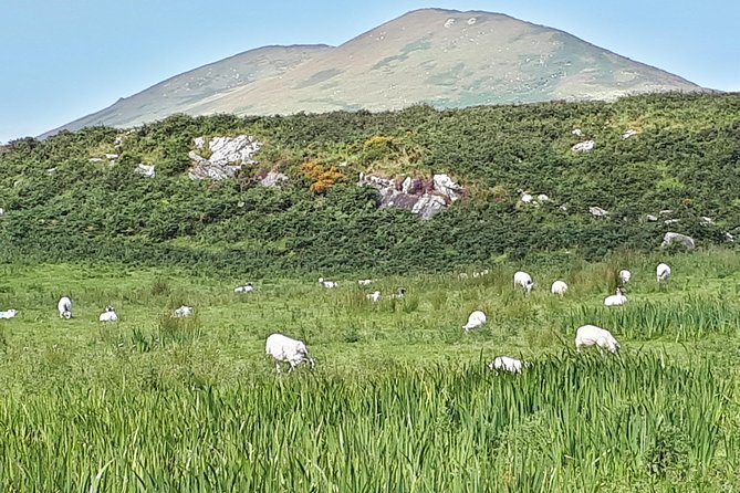 Ring of Kerry & Skellig Ring - Private Tour - Skelligs Rock Cruises, Seeing the Skelligs from the Sea Perspective