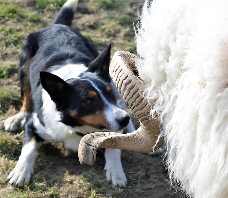 Sheepdog herding demo on working sheep farm. Galway. Guided. - Lamb bottle-feeding: the quick moment that sticks with you